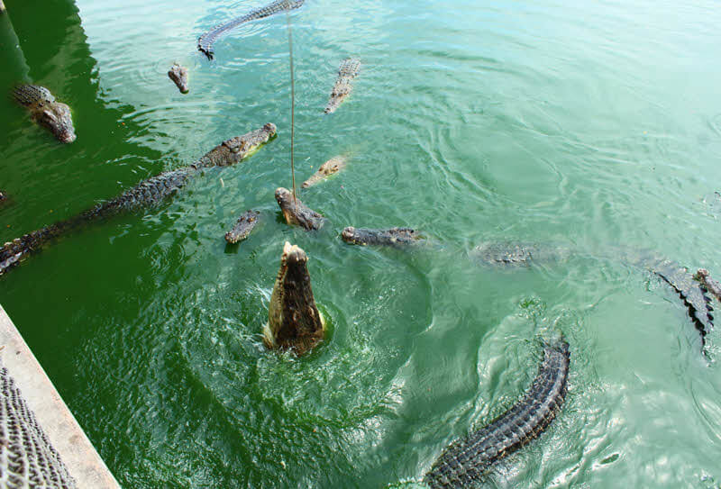 Крокодиловая ферма Паттайя и парк миллионолетних камней 1