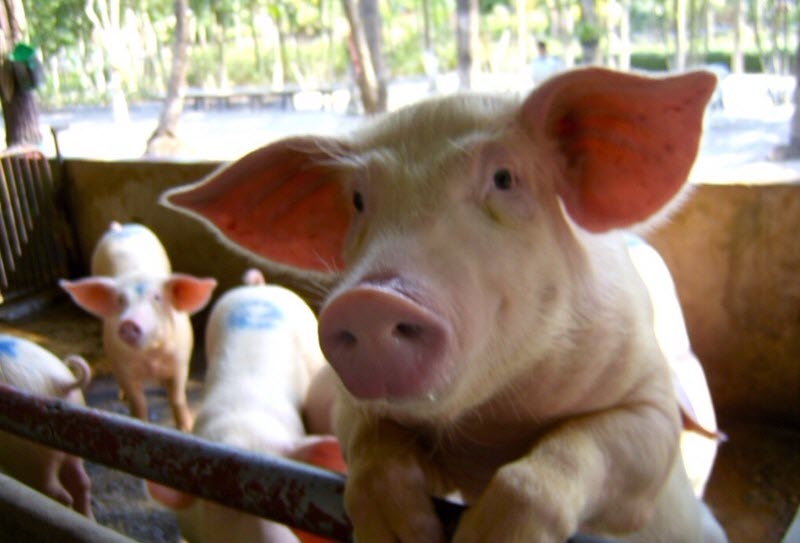 Экскурсия для детей «В мире животных» в Паттайе 1