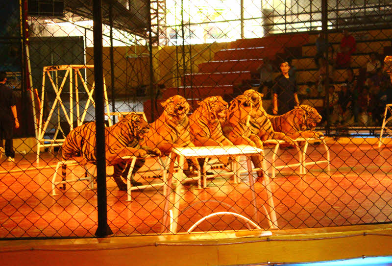Зоопарк тигров в Паттайе (Siracha Tiger Zoo)