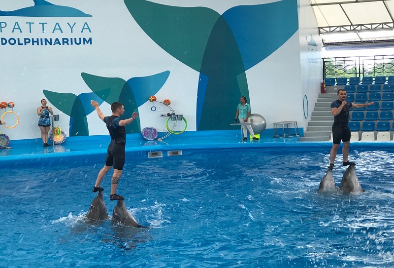 Дельфинарий Pattaya Dolphin World