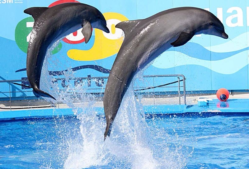 Важное противопоказание для плавания с дельфинами. | Сплетница | Дзен