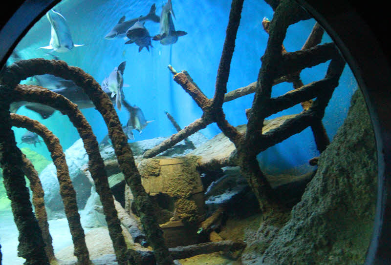 Экскурсия в океанариум в Паттайе