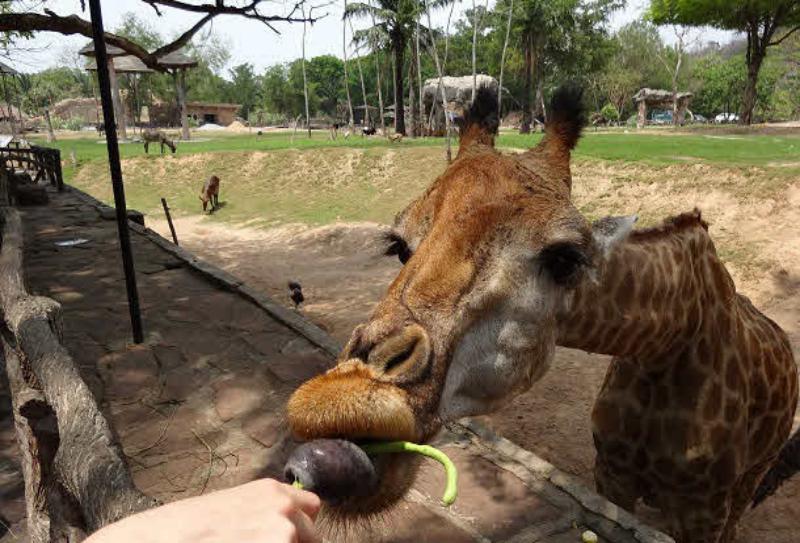 Экскурсии в зоопарк Кхао Кхео из Паттайи