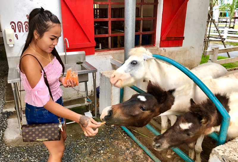 Обзорная экскурсия «Инстаграм тур» в Паттайе 1