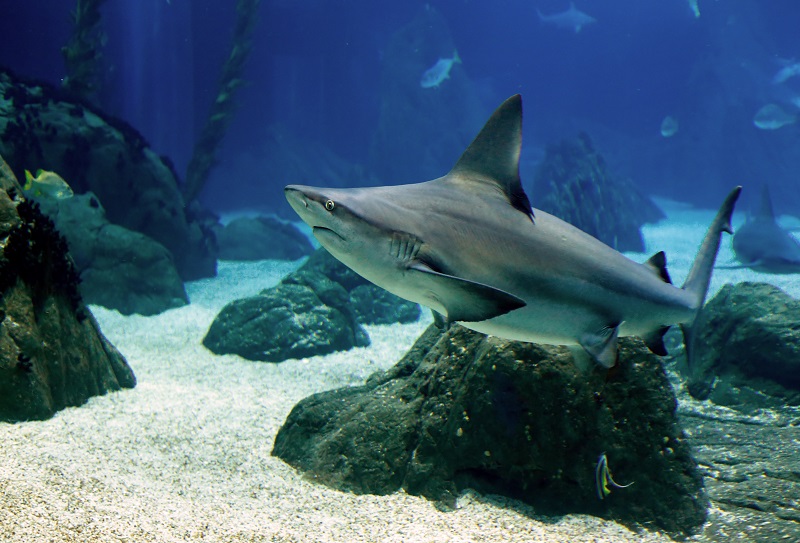 Есть ли акулы в Паттайе?