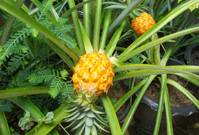 Спелые фрукты в январе - в Паттайе это реально!