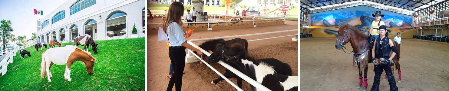 Экскурсия в Pipo Pony Club Экскурсия в Pipo Pony Club