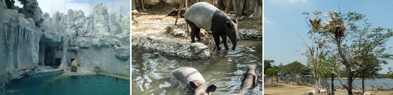 Сафари парк в Бангкоке из Паттайи