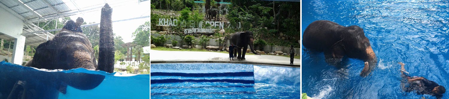 Шоу слонов под водой зоопарк Кхао Кхео Подводное шоу слонов открытый зоопарк Кхао Кхео