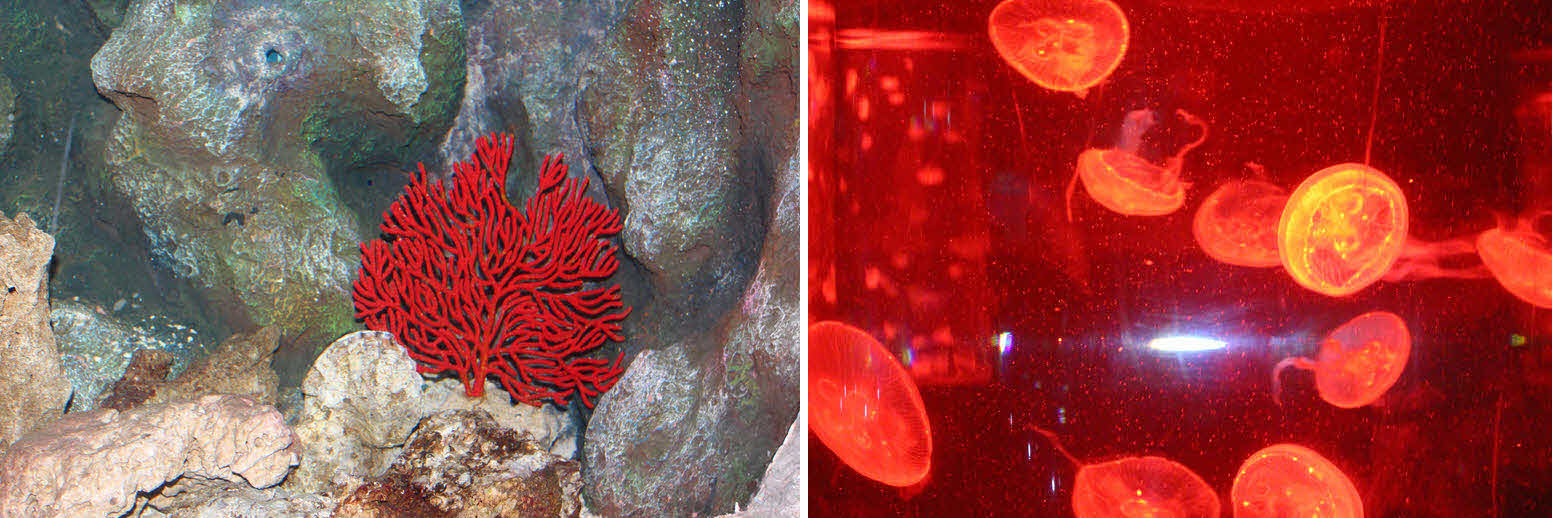 Экскурсия в океанариум в Паттайе Экскурсия в океанариум в Паттайе