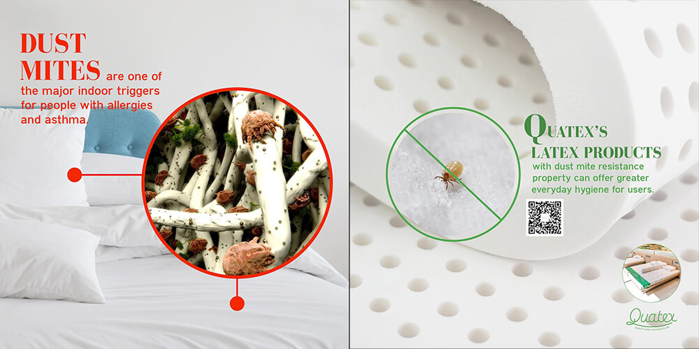 Латекс в Паттайе – Пылевые клещи и бактерии