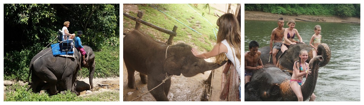  Слоны в Паттайе