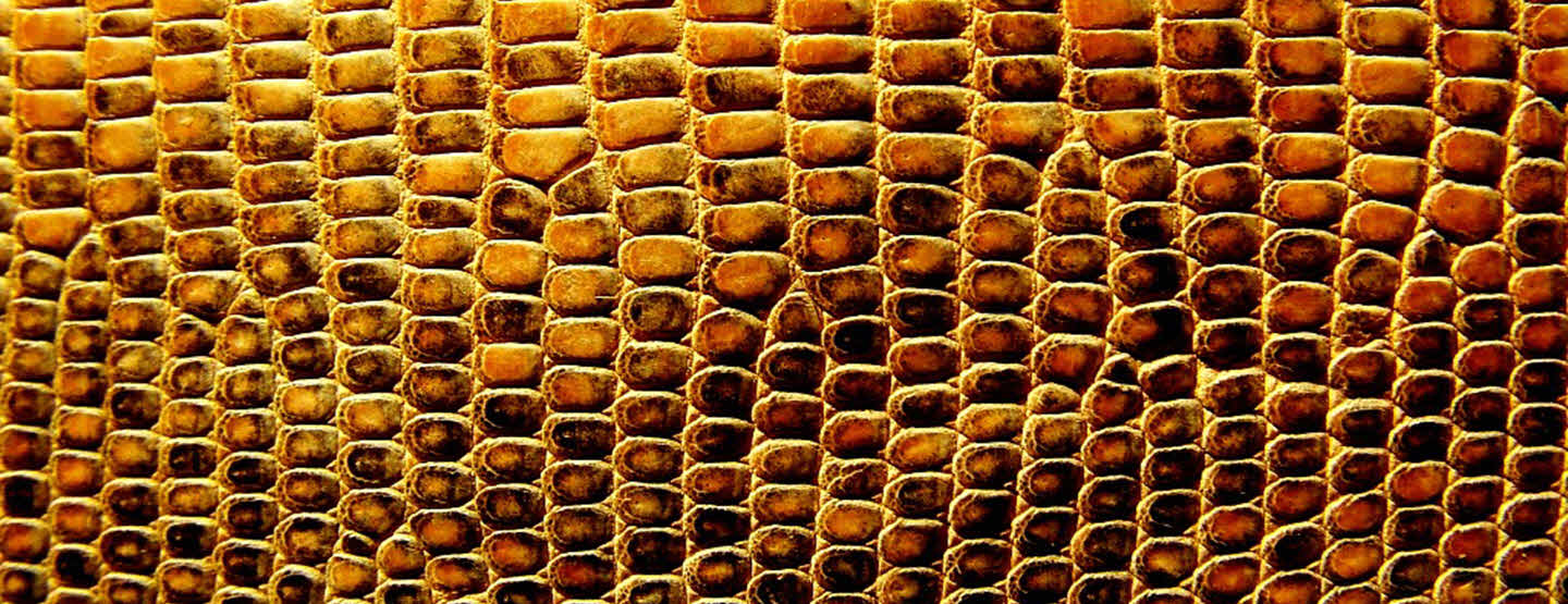 Змеиная ферма в Паттайе Змеиная ферма в Паттайе