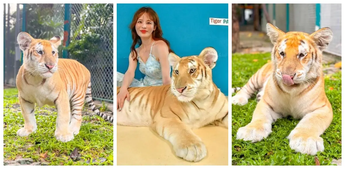 Золотистые табби в парке тигров в Паттайе